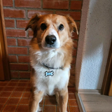 Hochwertiger Hundeanhänger in 3 Farben